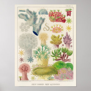 Affiche Grande barrière vintage de l'Australie Alcyonaria