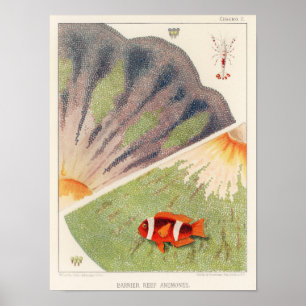 Affiche Grande barrière vintage de l'Australie Anémones