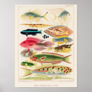 Affiche Grande barrière vintage de l'Australie Poissons