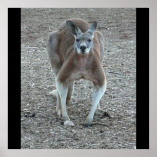 Affiche Grande copie rouge de kangourou