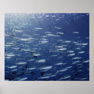 Affiche Grande école des fusiliers de bluestreak