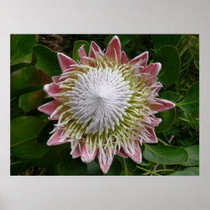 Affiche Grande fleur rose et blanche, photo de la nature