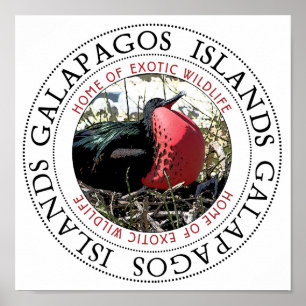 Affiche Grande Frégate Bird