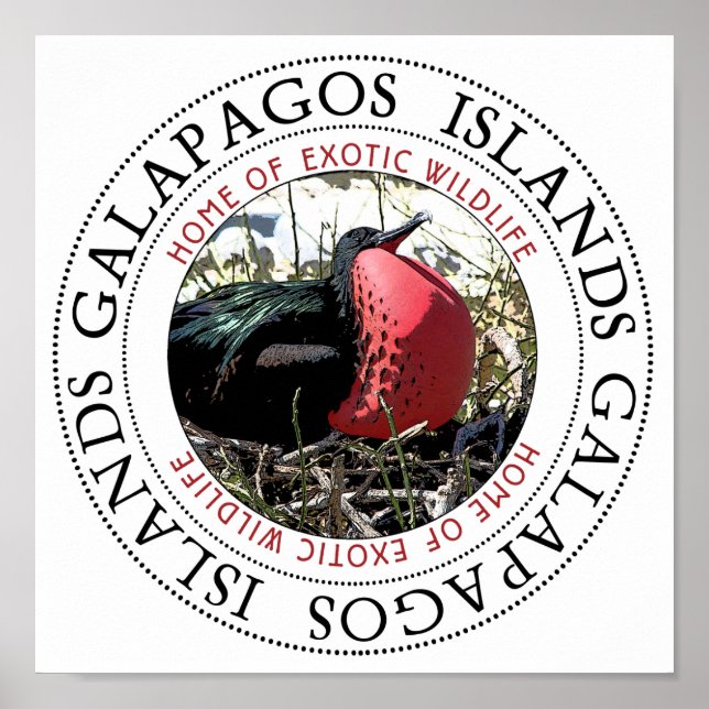 Affiche Grande Frégate Bird (Devant)