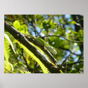 AFFICHE GRANDE ÎLE GECKO
