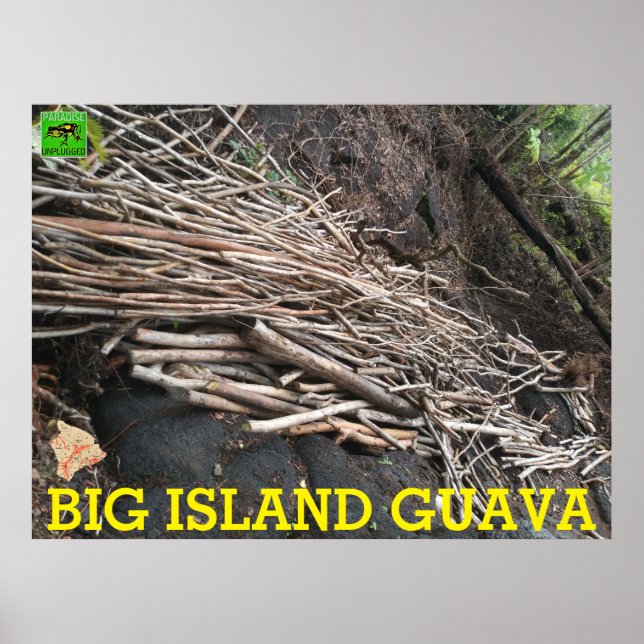 AFFICHE GRANDE ÎLE GUAVA (Devant)