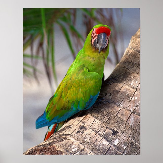 Affiche Grande macaw verte sur un arbre (Devant)
