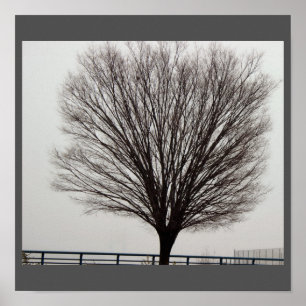 Affiche Grande photo d'arbre