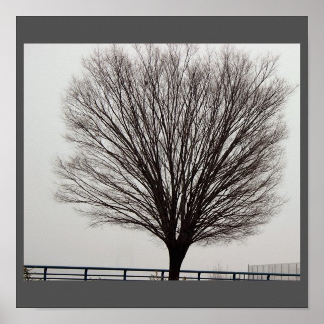 Affiche Grande photo d'arbre (Devant)