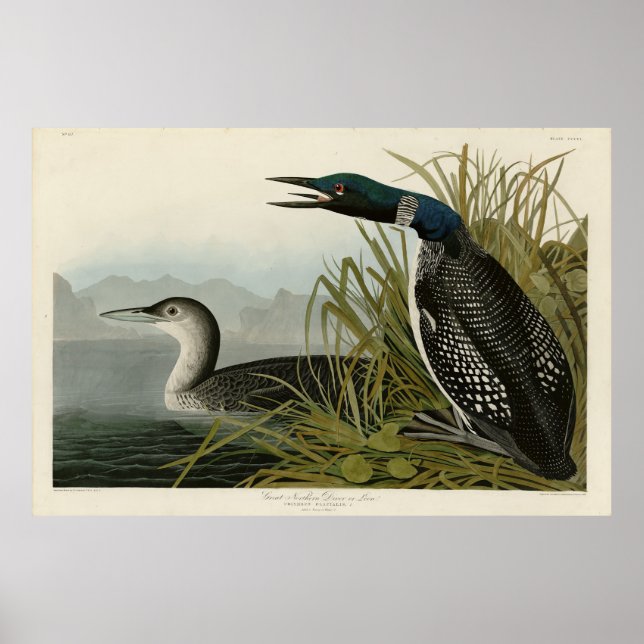 Affiche Grande plongeur du Nord Loon Audubon Oiseaux d'Amé (Devant)