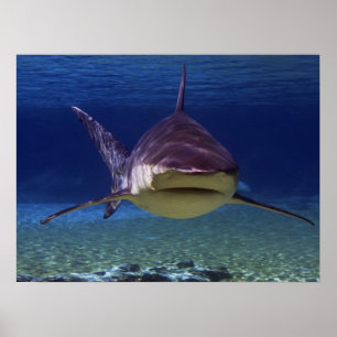 Affiche Grande Rencontre de requin blanc