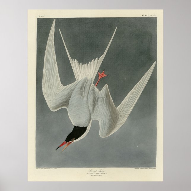 Affiche Grande Sterne, Sterne commune - Audubon Birds of A (Devant)