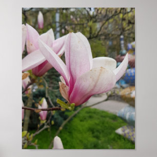 Affiche Grandes fleurs de magnolia roses. Fleur de printem
