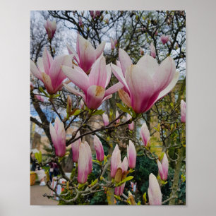 Affiche Grandes fleurs de magnolia roses. Fleur de printem