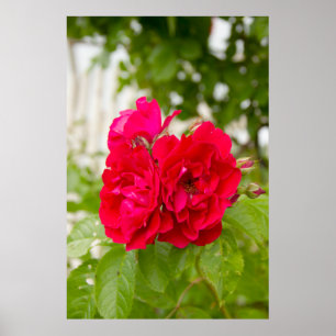 Affiche Grandes roses rouges dans le jardin