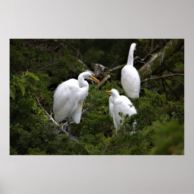 Affiche Grands aigrettes avec bébé (Devant)