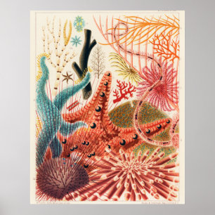 Affiche Grands échinodermes de la barrière de corail