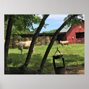 Affiche Grange et vaches, Caroline du Nord rurale