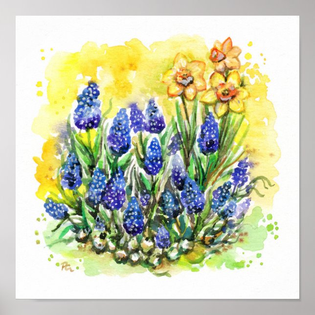Affiche Grape Hyacinth Garden (Devant)