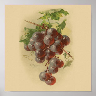 Affiche Grapes de vintage