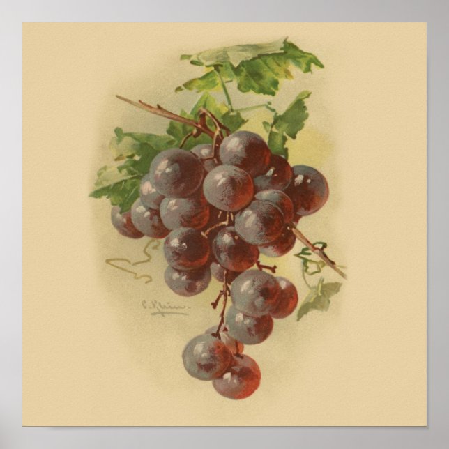 Affiche Grapes de vintage (Devant)