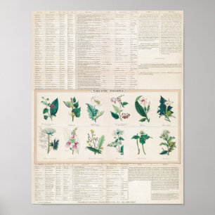Affiche Graphique botanique vintage