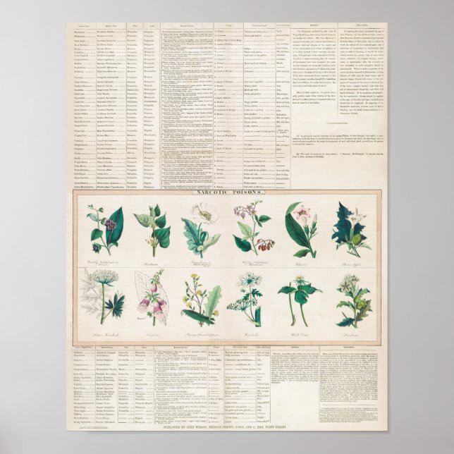 Affiche Graphique botanique vintage (Devant)