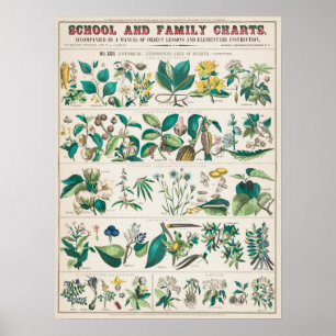 Affiche Graphique botanique vintage