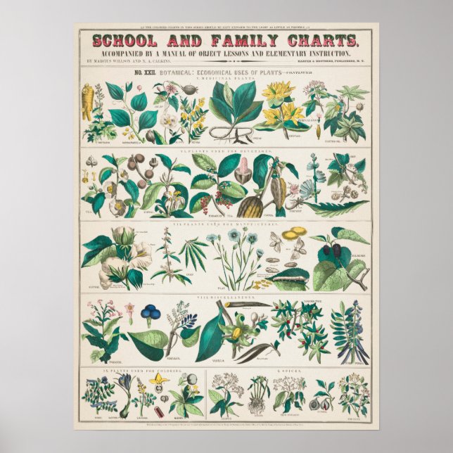 Affiche Graphique botanique vintage (Devant)