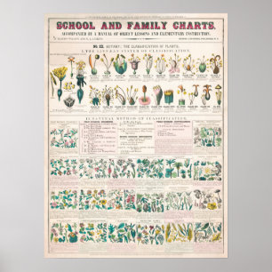 Affiche Graphique botanique Vintage : Classification des P