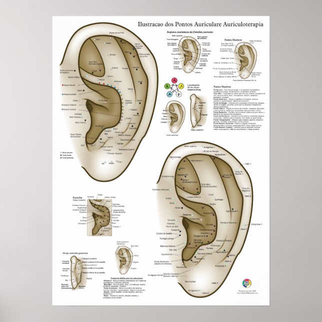 Affiche Graphique d'Acupuncture de l'Oreille Espagnol (Devant)