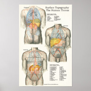 Affiche Graphique d'anatomie de la topographie humaine