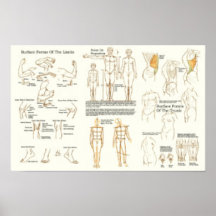Affiche Graphique d'anatomie de surface humaine pour les a