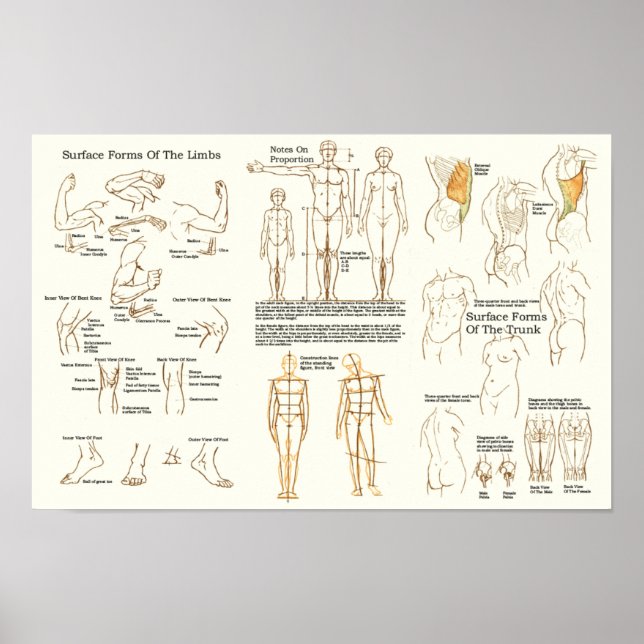 Affiche Graphique d'anatomie de surface humaine pour les a (Devant)