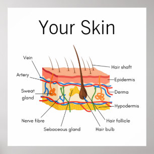 Affiche Graphique d'anatomie des cheveux de peau