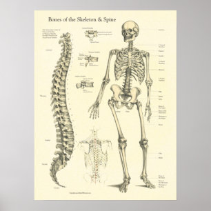 Affiche Graphique d'anatomie des os de la colonne vertébra