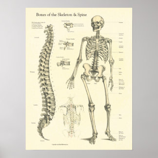 Affiche Graphique d'anatomie des os de la colonne vertébra