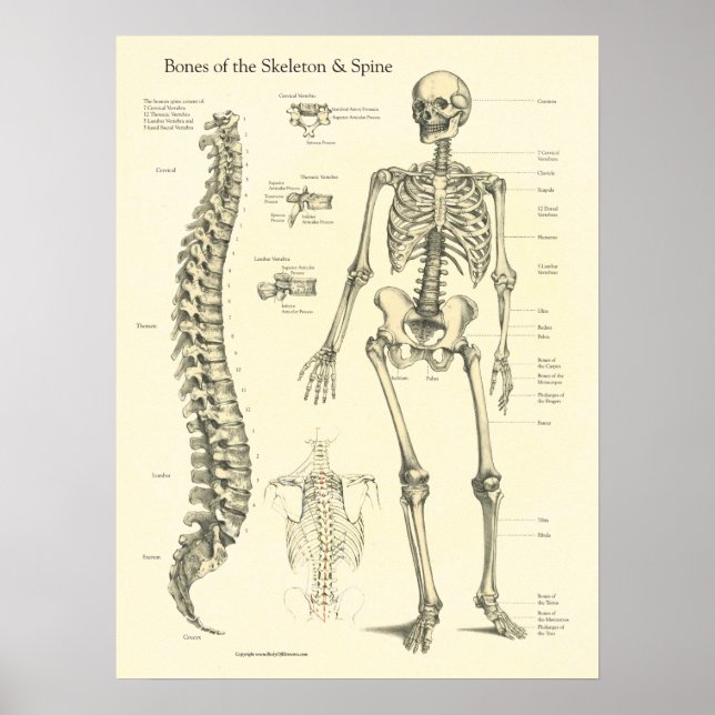 Affiche Graphique d'anatomie des os de la colonne vertébra (Devant)