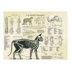 Graphique d'anatomie des os du système squelettiqu