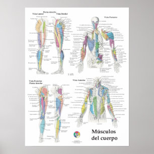 Affiche Graphique d'anatomie musculaire espagnole