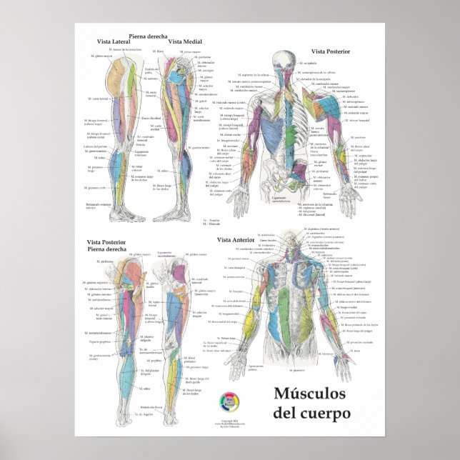 Affiche Graphique d'anatomie musculaire espagnole (Devant)
