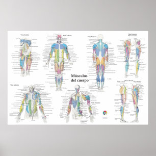 Affiche Graphique d'anatomie musculaire espagnole