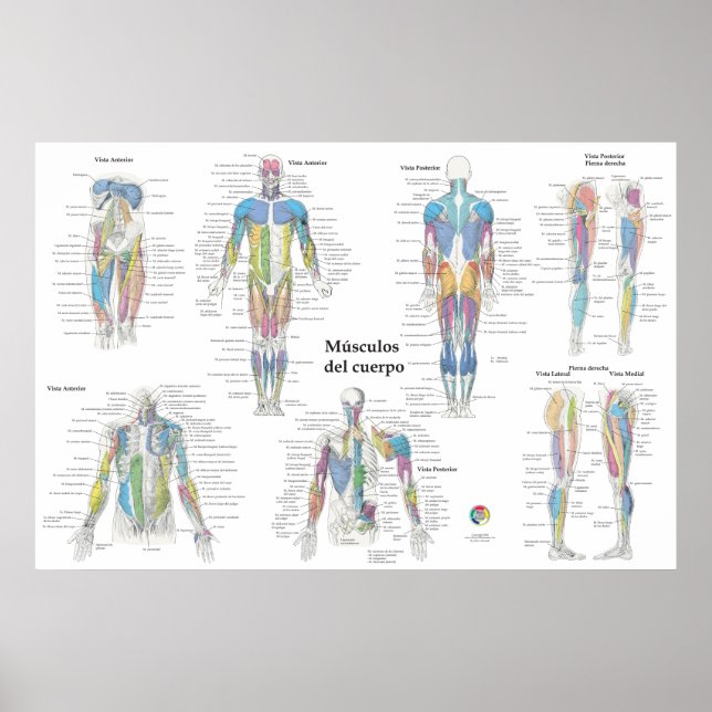 Affiche Graphique d'anatomie musculaire espagnole (Devant)