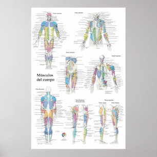 Affiche Graphique d'anatomie musculaire espagnole