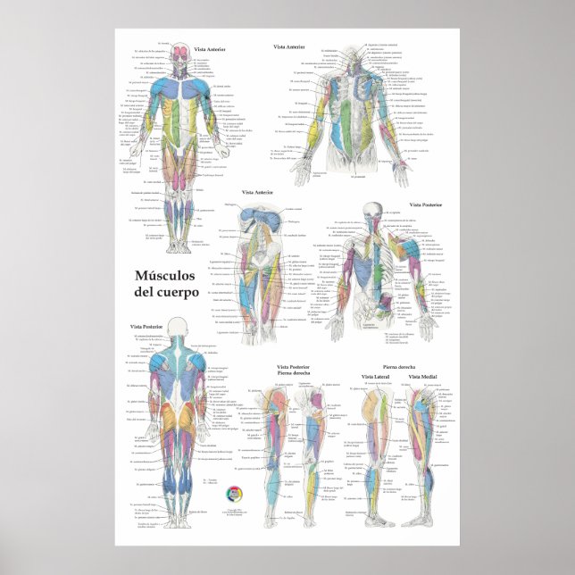 Affiche Graphique d'anatomie musculaire espagnole (Devant)
