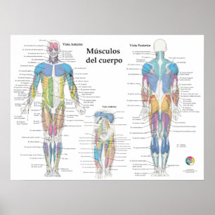 Affiche Graphique d'anatomie musculaire espagnole