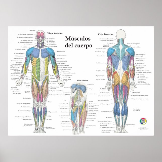 Affiche Graphique d'anatomie musculaire espagnole (Devant)