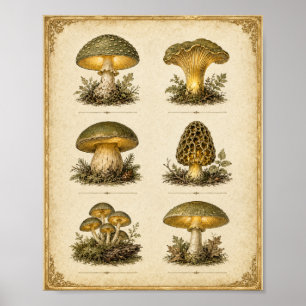 Affiche Graphique de champignons vintage lumineux Cottagec