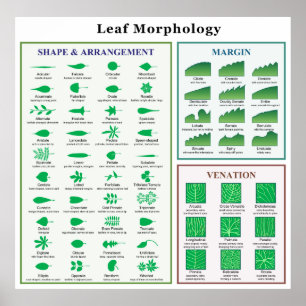 Affiche Graphique de morphologie des feuilles