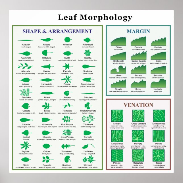 Affiche Graphique de morphologie des feuilles (Devant)